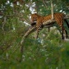 Levhart skvrnity - Panthera pardus - Leopard o0535_1